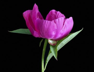 Quel type de bouquet de fleurs offrir pour une naissance ?