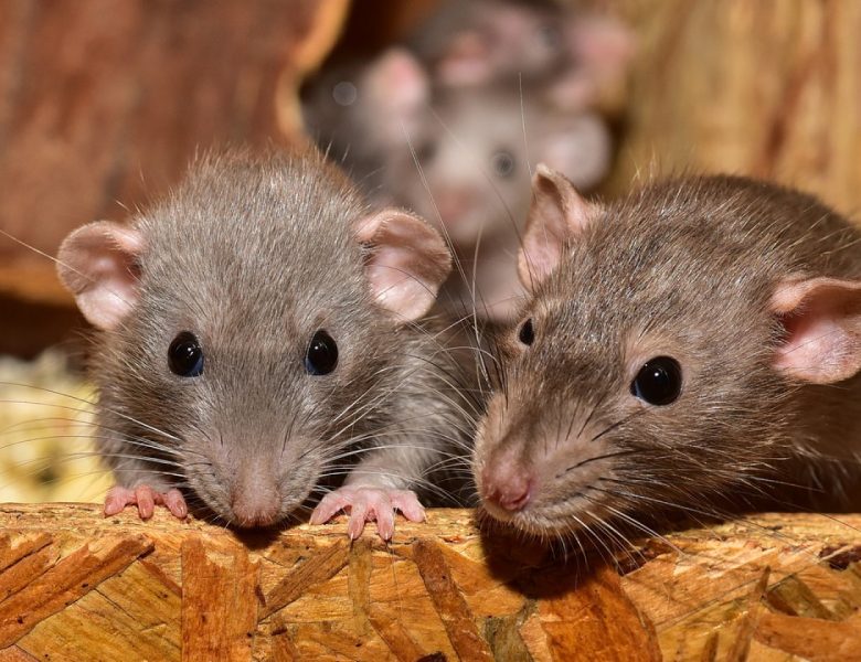 Invasion de souris en entreprise en Île-de-France : des experts à votre secours