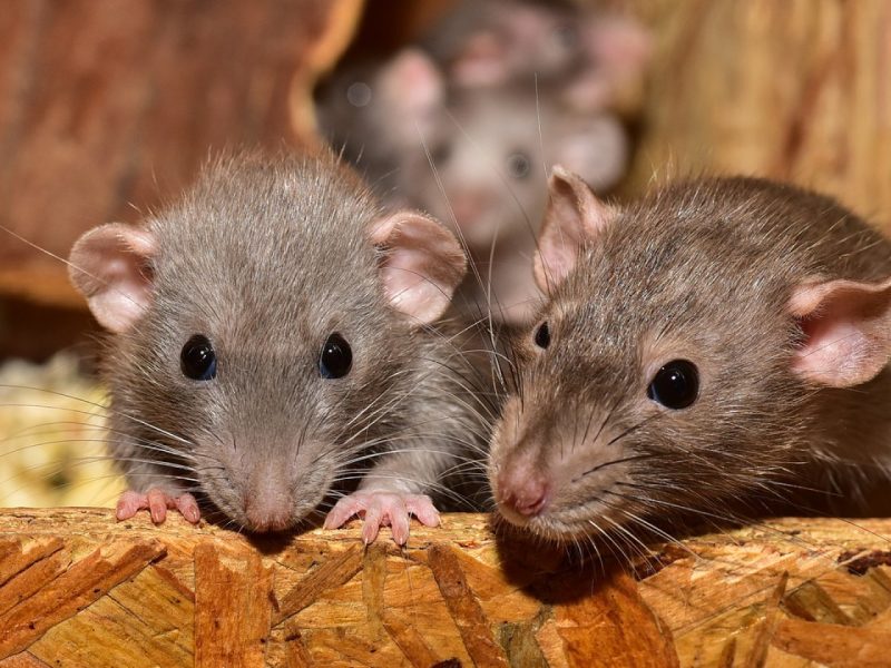 Invasion de souris en entreprise en Île-de-France : des experts à votre secours
