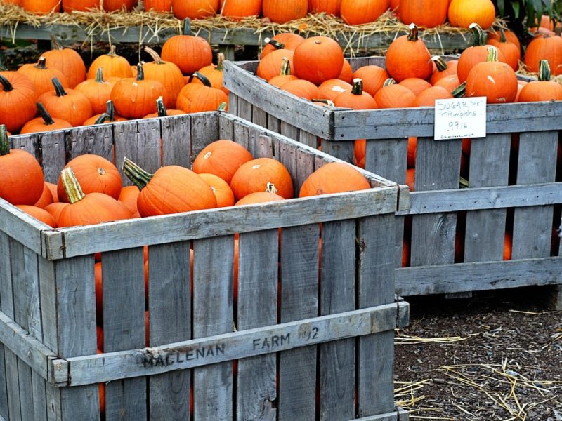 Des caisses en bois pour envoyer vos marchandises dans les meilleures conditions