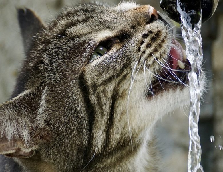 La fontaine à eau bonbonne : un dispositif à mettre en place dans votre entreprise