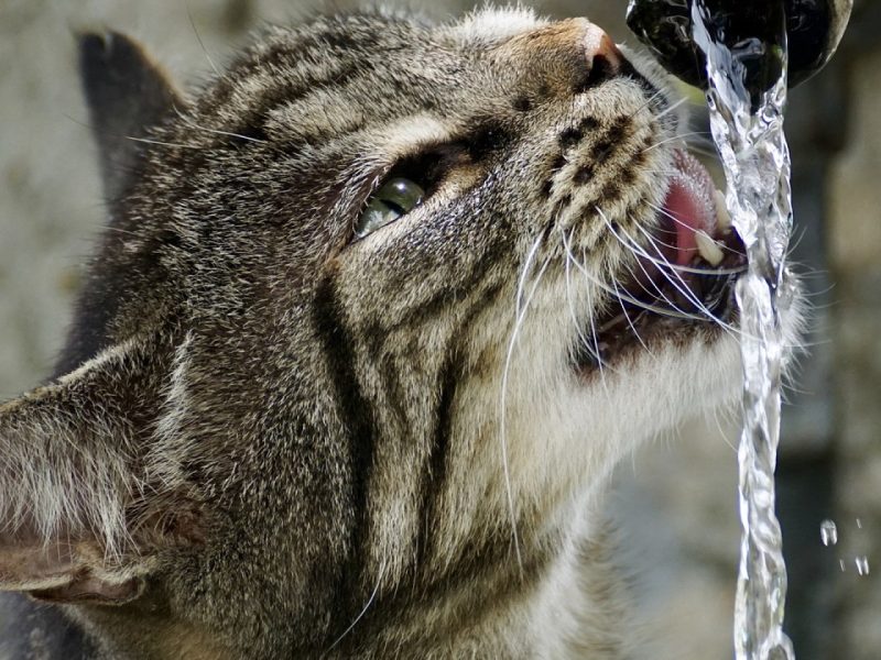 La fontaine à eau bonbonne : un dispositif à mettre en place dans votre entreprise