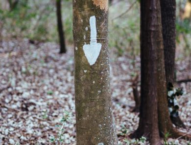 Ce qu’il faut savoir à propos du marquage forestier en 2024