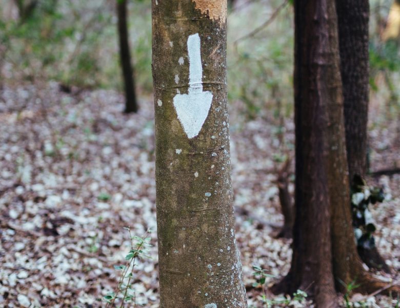 Ce qu’il faut savoir à propos du marquage forestier en 2024