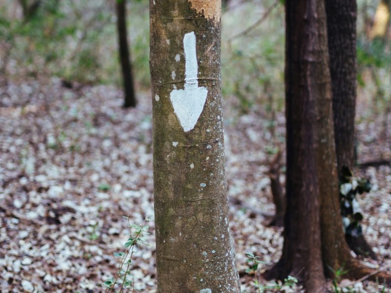 Ce qu’il faut savoir à propos du marquage forestier en 2024
